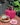 @bubblebeemy impressive interior, love the #indoorgarden #outdoors hanging #garden , #mocha served in #dusty #pink #coffee #cup sooo #sweet 🛍💝💕 #coach #handbag #slingbag #hotpink very hot !
