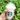 Going coco over Starbucks' Coconut Strawberry Bliss Frappuccino