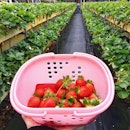 國際草莓園