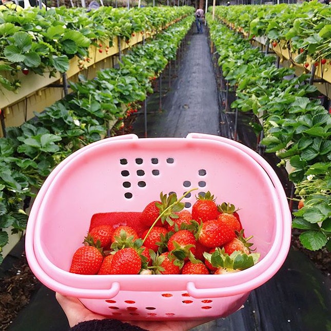[Taiwan, Miaoli🇹🇼] Picked my own strawberries but blehh so sour n small.