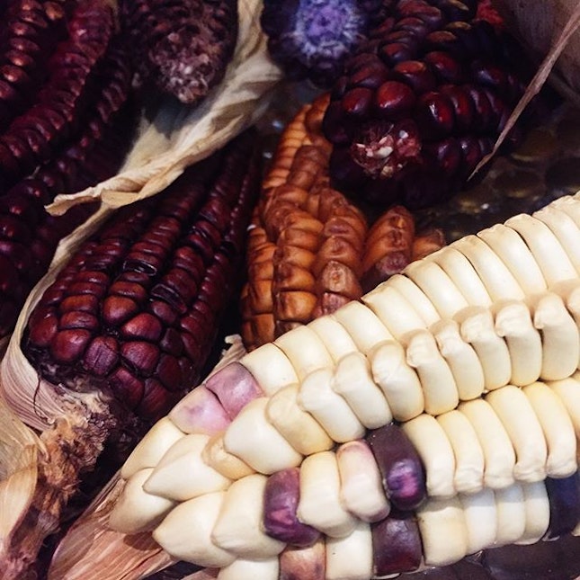 Meet Choclo, Peruvian corn or Cuzco corn.